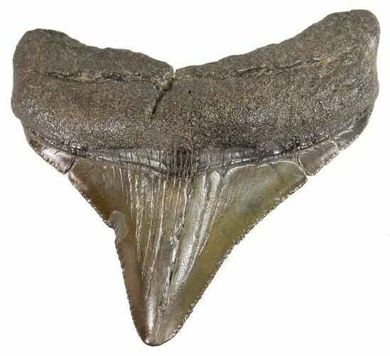 Posterior Megalodon Tooth - South Carolina #52961